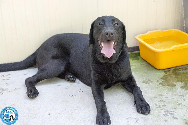 NERONE: DOLCEZZA IN FORMATO XL.. Foto 6